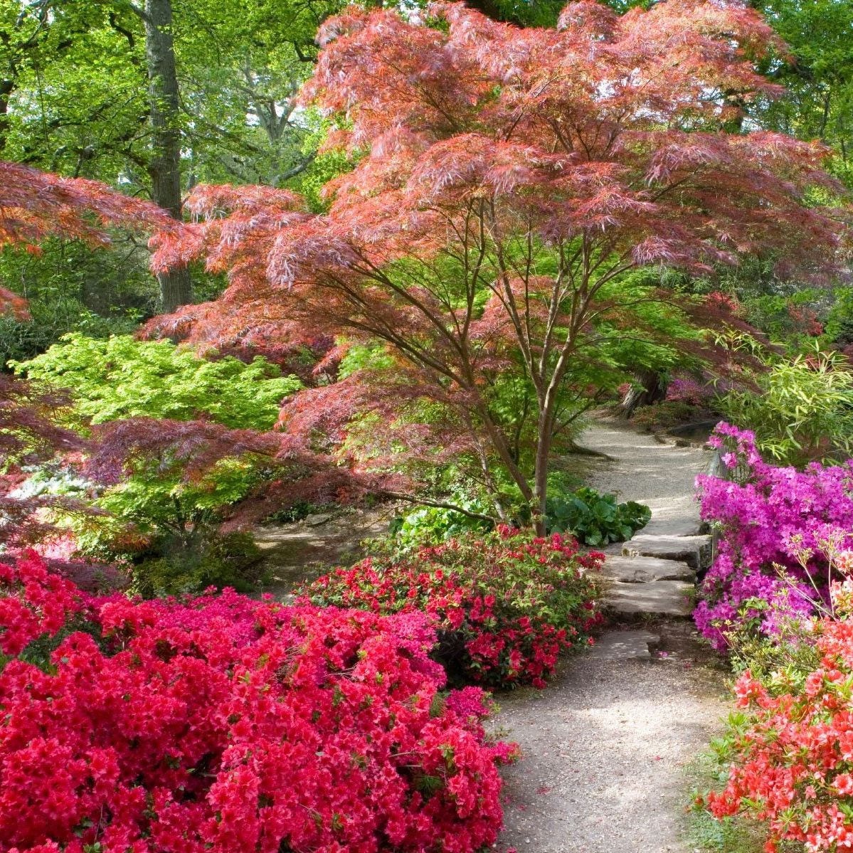 Big garden