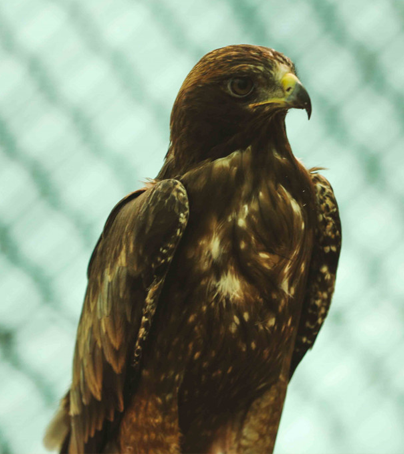 A Wonderful Visit to The Bird Center and Picnic Area at Nofa